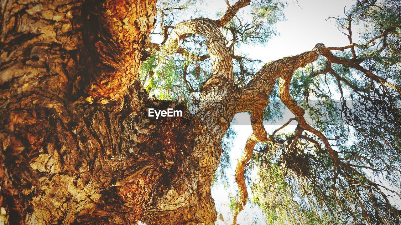 Low angle view of huge tree in forest