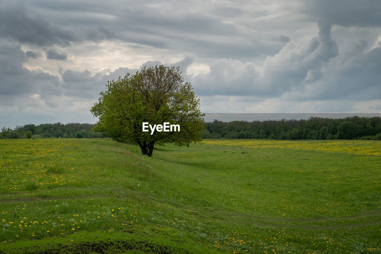SCENIC VIEW OF LAND AGAINST SKY