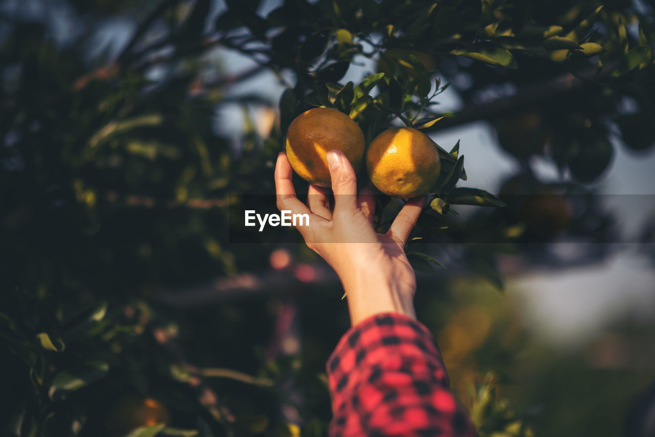 Cropped hand touching oranges growing on fruit tree