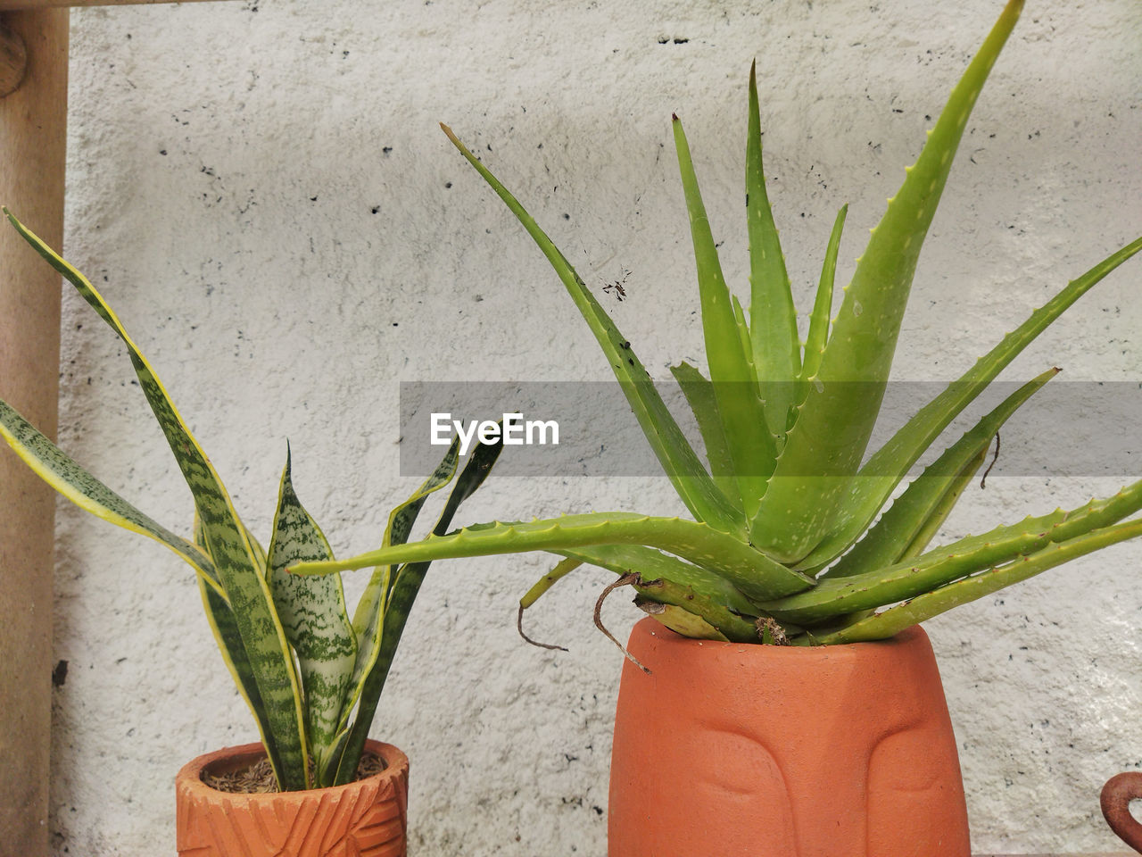 plant, growth, potted plant, plant stem, aloe, nature, flower, wall - building feature, green, flowerpot, no people, houseplant, xanthorrhoeaceae, aloe vera plant, succulent plant, agave, outdoors, cactus, day, leaf, plant part, freshness, botany, beauty in nature, food, close-up, food and drink