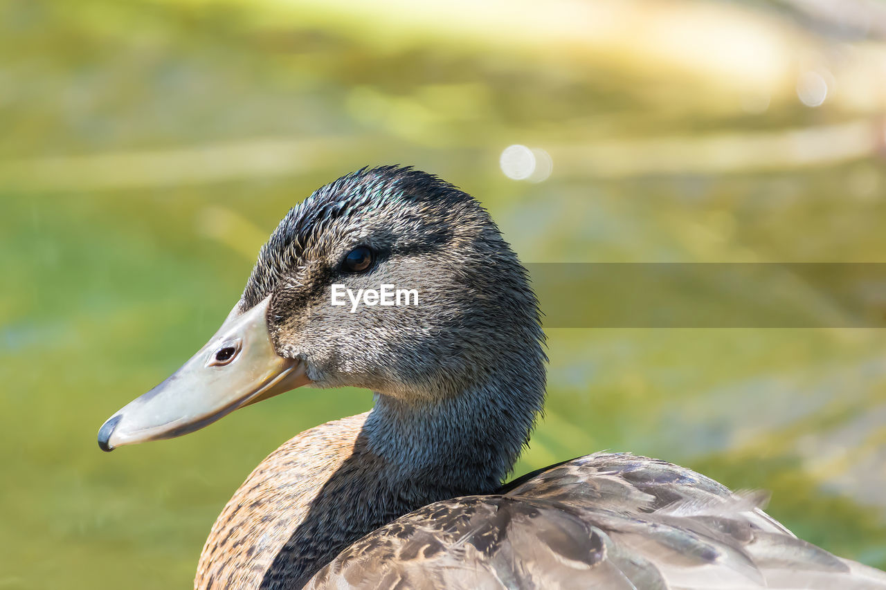 CLOSE-UP OF BIRD