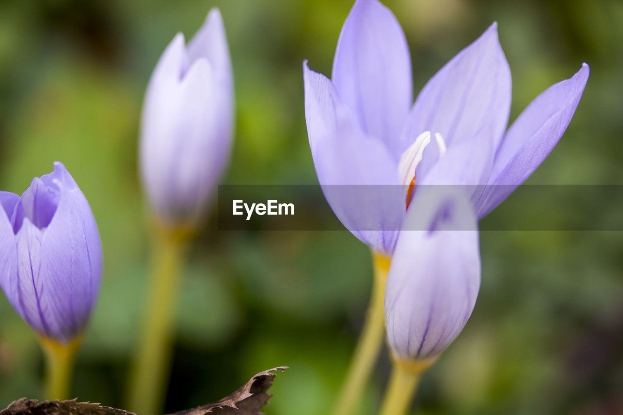 flower, flowering plant, plant, freshness, beauty in nature, crocus, purple, close-up, petal, nature, fragility, flower head, growth, inflorescence, no people, macro photography, iris, focus on foreground, blossom, springtime, outdoors, selective focus, botany, day, water