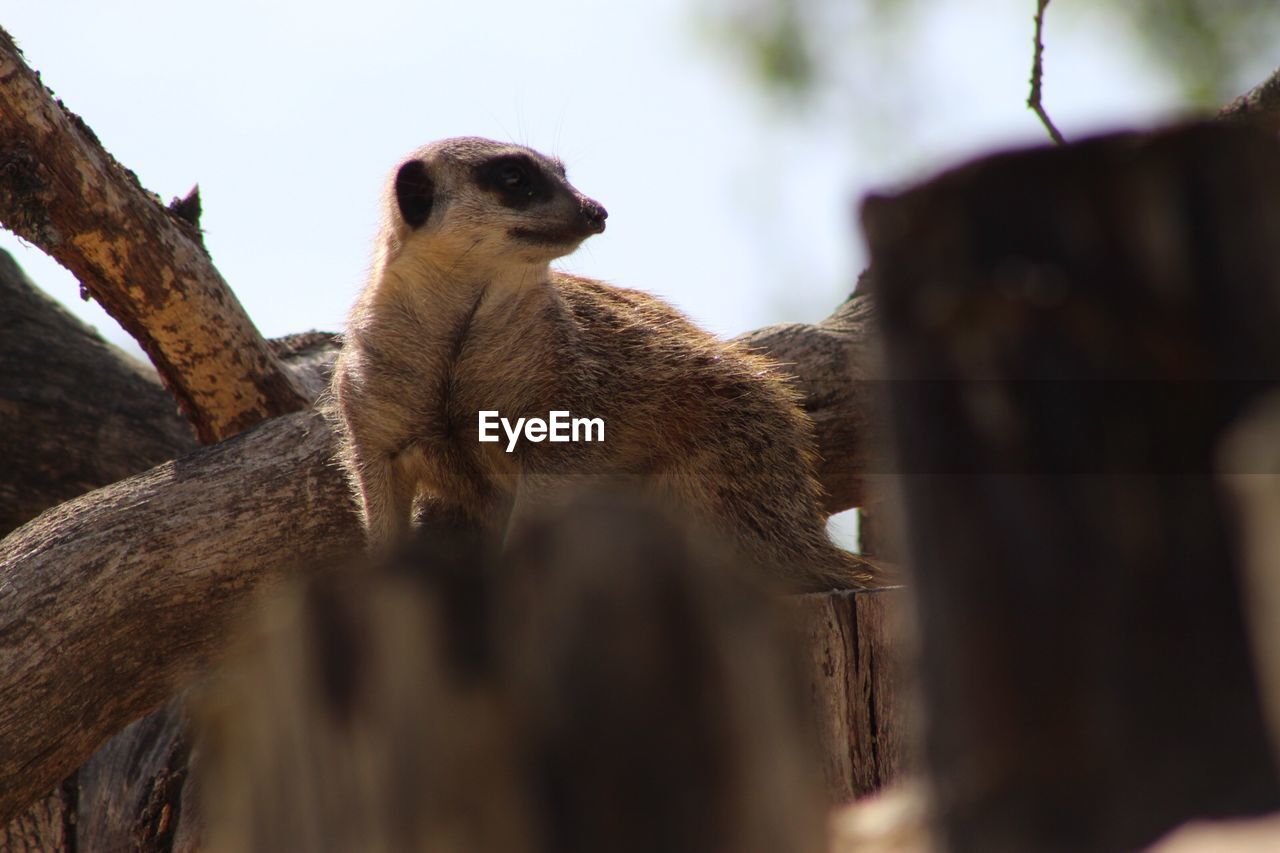 Inquisitive meerkat 