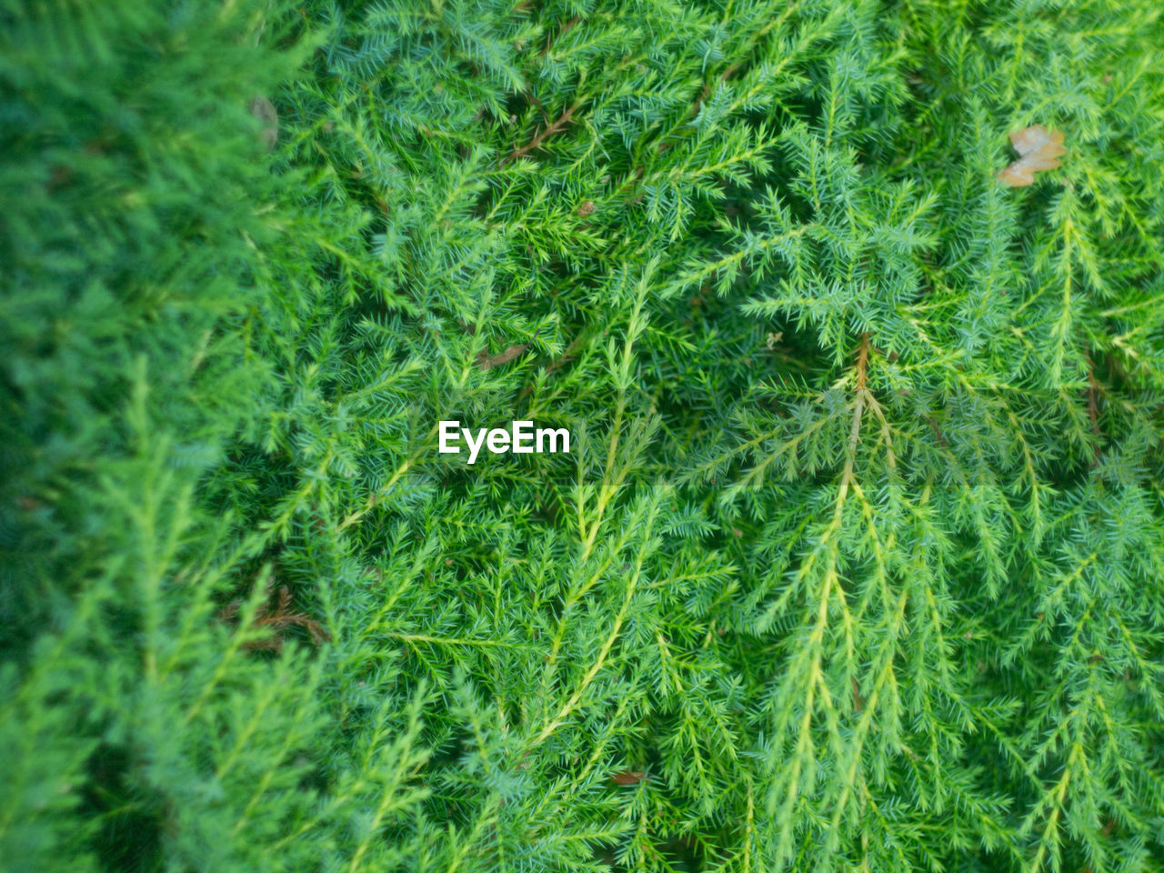 FULL FRAME SHOT OF FRESH GREEN PLANTS IN FIELD