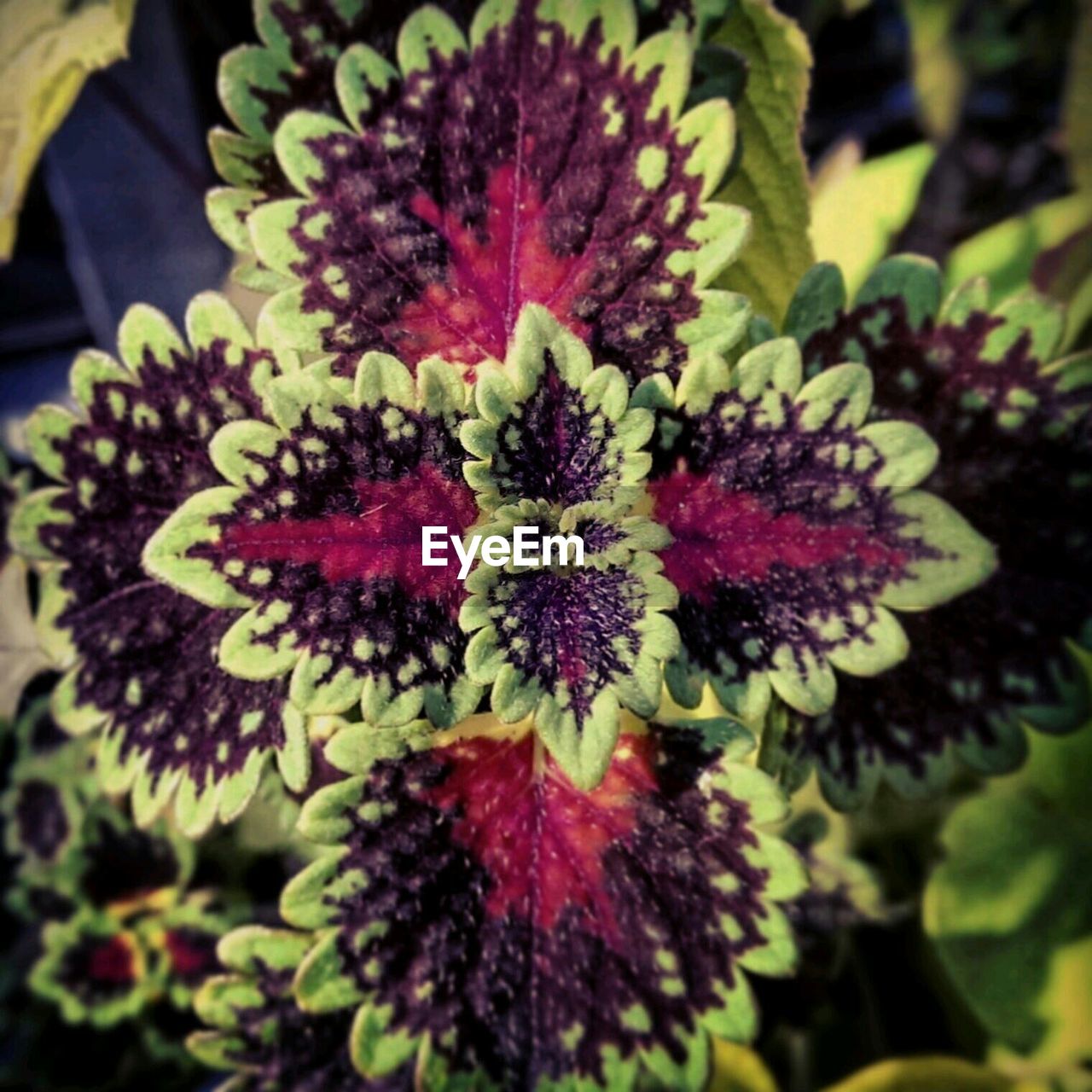 Directly above shot of potted plant