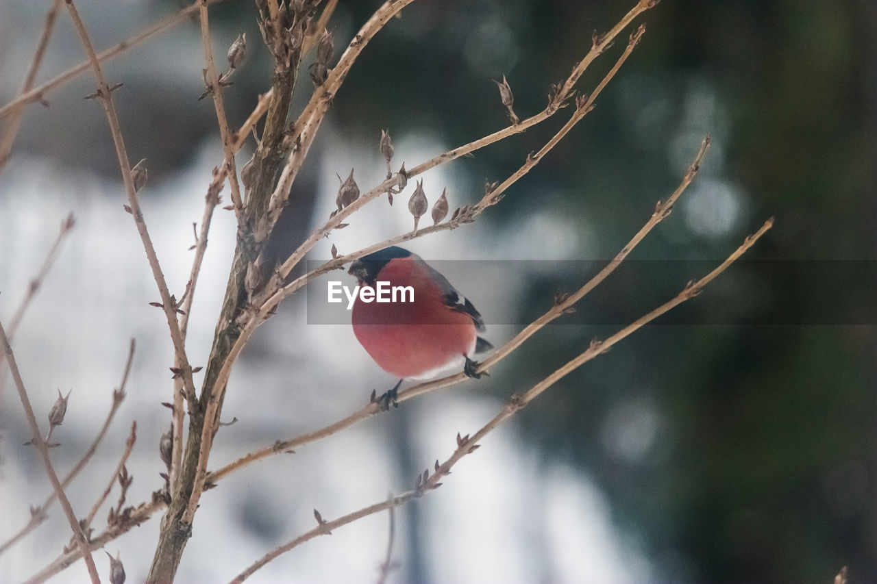 A beautiful bullfinch in the winter