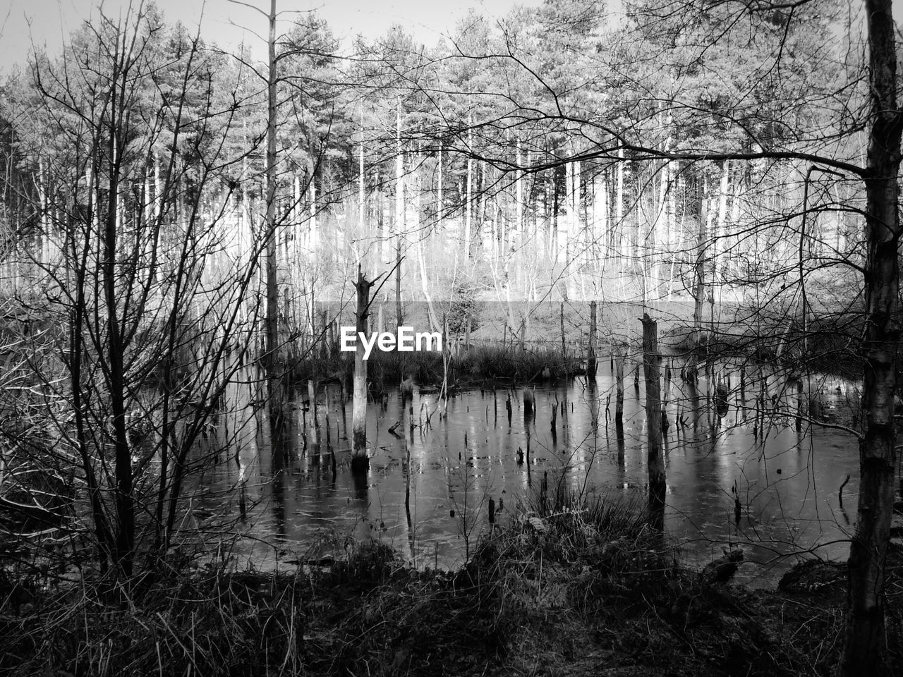 REFLECTION OF BARE TREES IN WATER