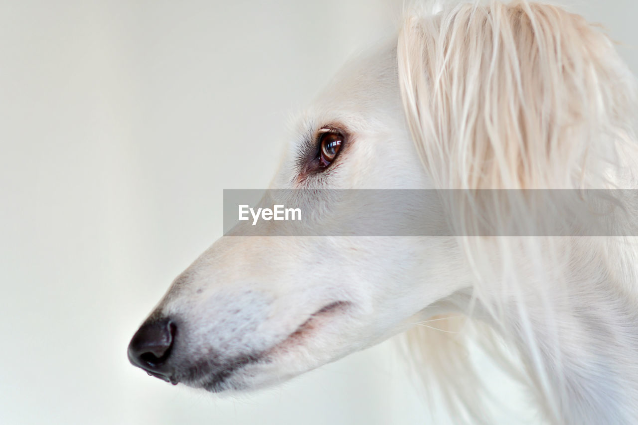one animal, animal, dog, animal themes, pet, domestic animals, mammal, canine, white, animal body part, looking, close-up, portrait, animal head, animal hair, indoors, looking away, side view, sports, hound, nose, studio shot, retriever, headshot, profile view, sighthound, cute, hairstyle
