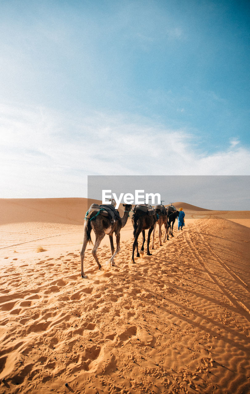 HORSES ON SAND DUNES