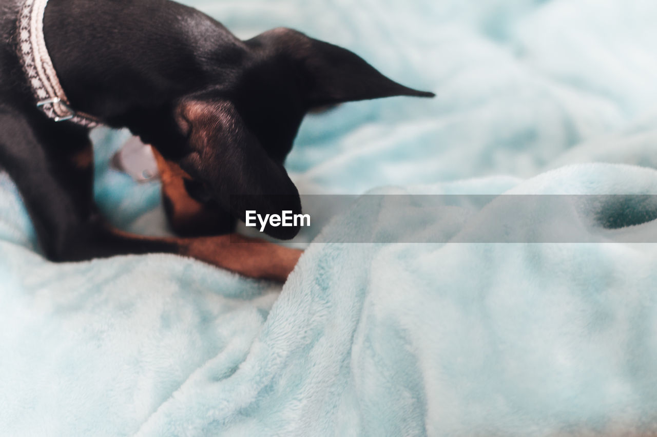 High angle view of dog relaxing on bed