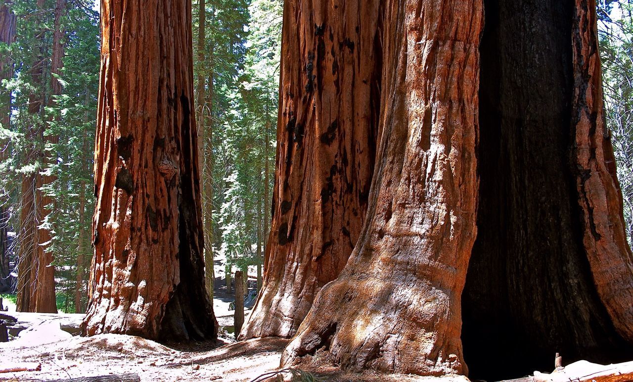 Sequoia trees in forest at sequoia national park