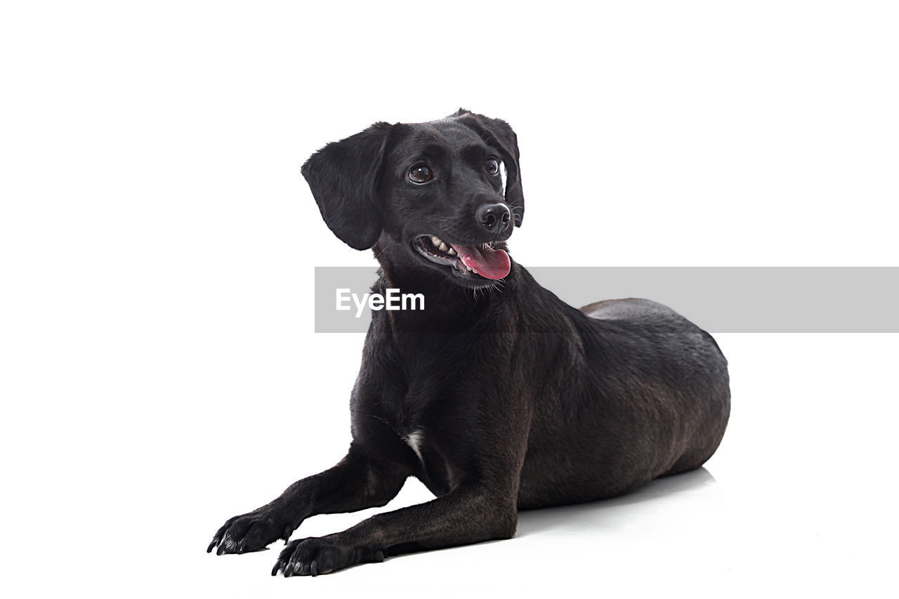 Close-up of black dog sitting against white background