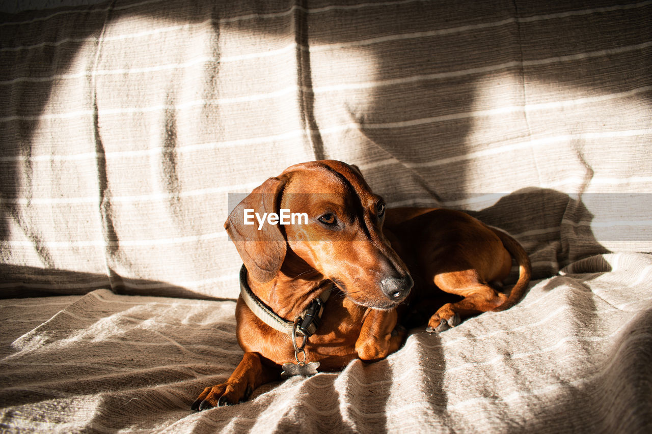 pet, dog, one animal, domestic animals, canine, mammal, animal themes, animal, black, sunlight, shadow, relaxation, no people, hound, indoors, dachshund, high angle view, portrait, lying down, furniture, day, home interior, resting, puppy, carnivore, looking at camera, bed, nature