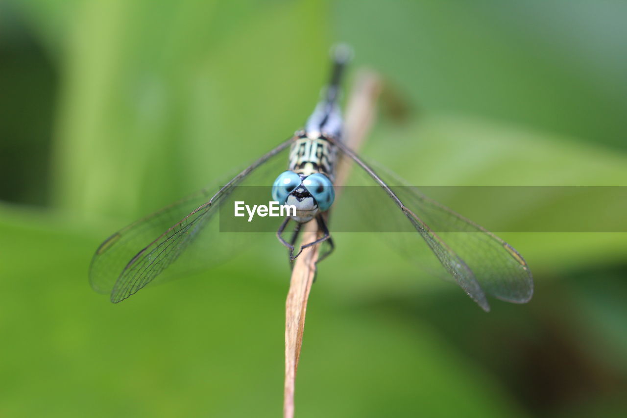 CLOSE UP OF DRAGONFLY