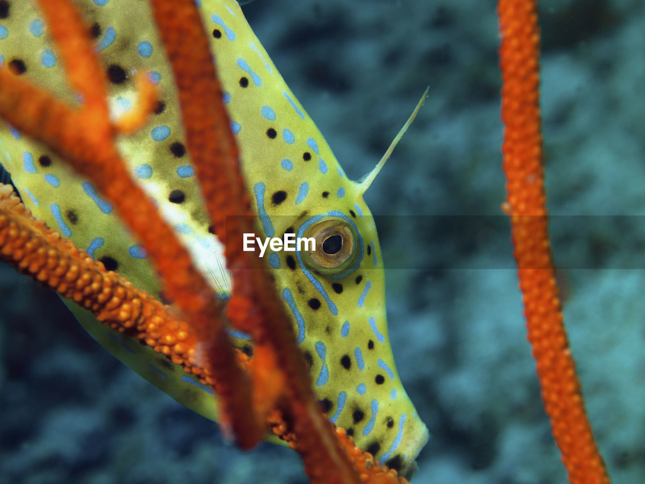 CLOSE-UP OF FISH SWIMMING UNDERWATER