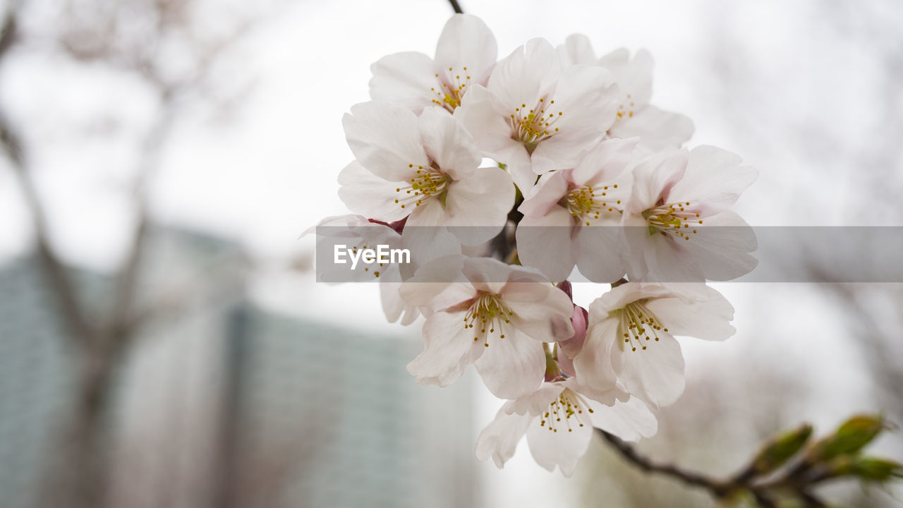 CLOSE-UP OF WHITE CHERRY BLOSSOMS AGAINST SKY