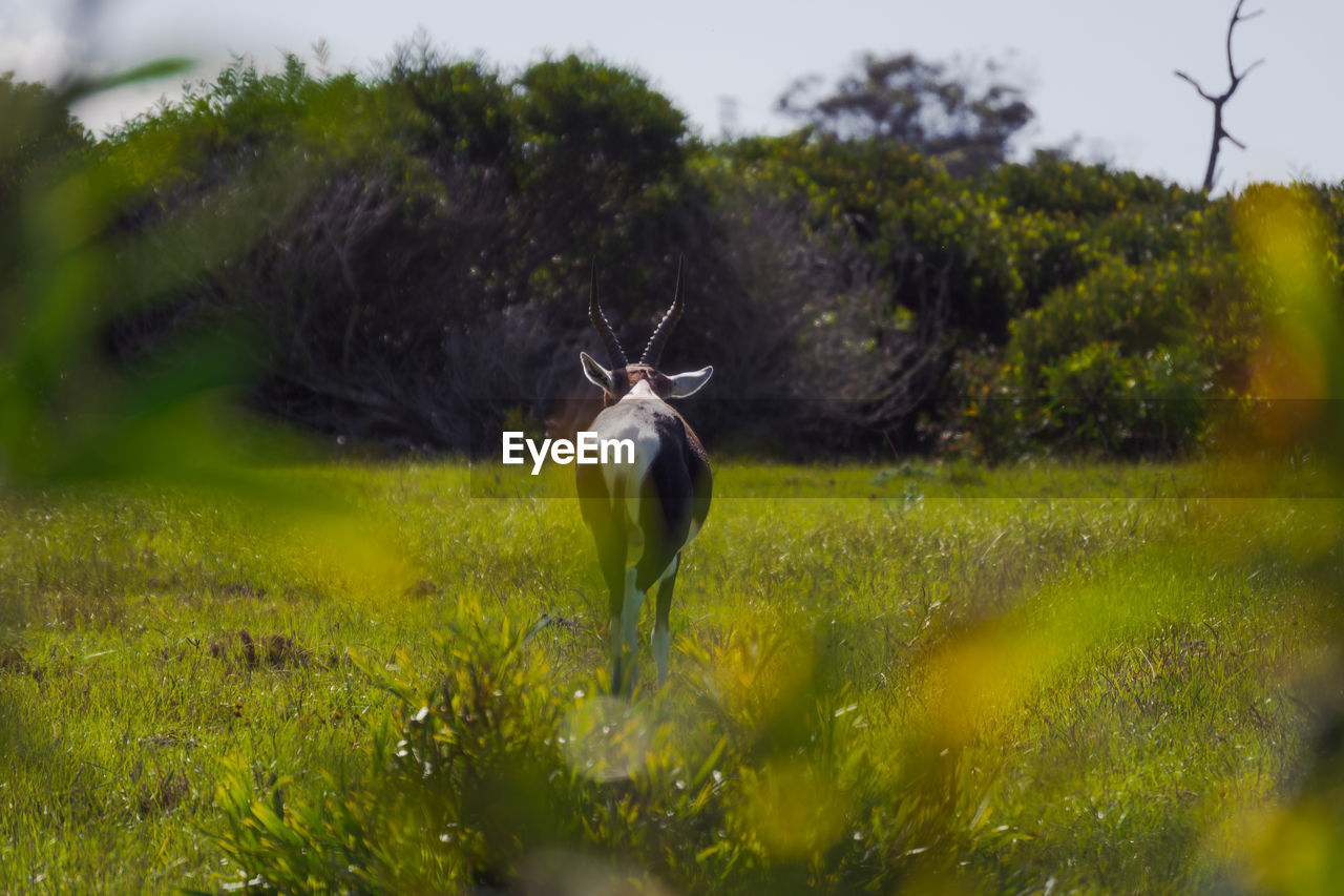 Rear view of kudu  in a wild