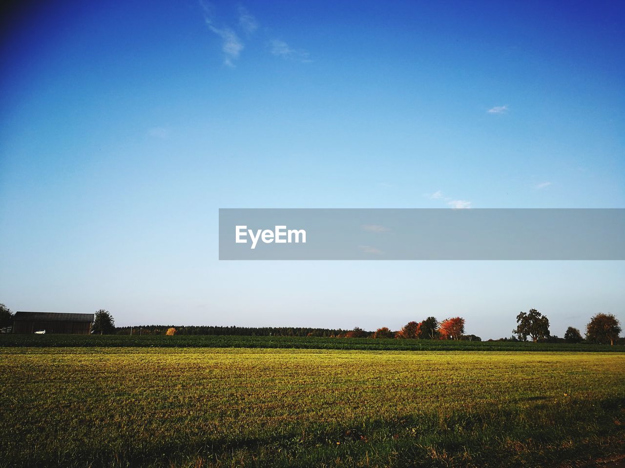 FIELD AGAINST CLEAR BLUE SKY