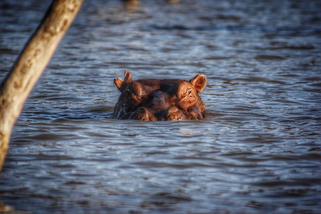 Close-up of hippopotamus swimming