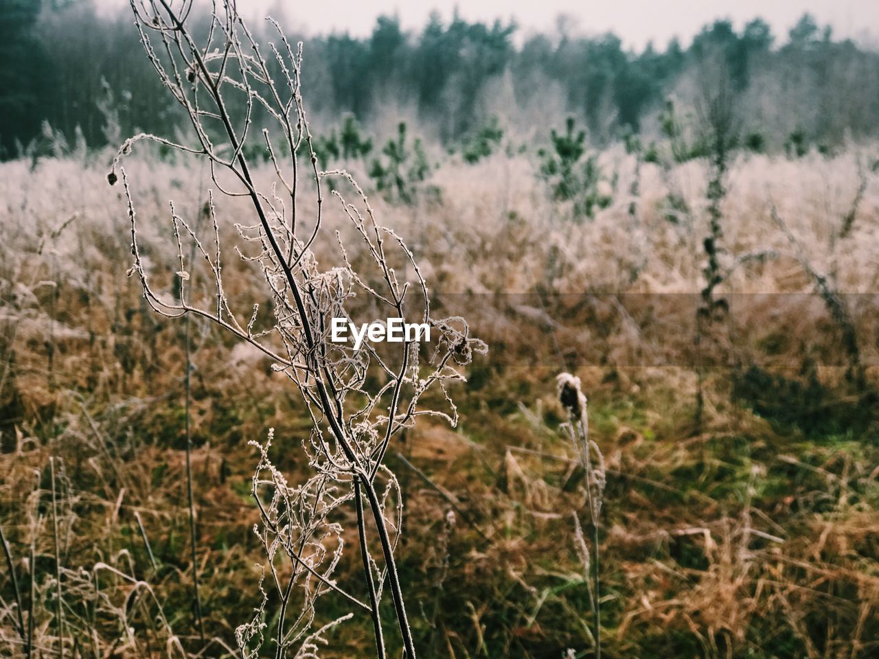 Close-up of plants on field