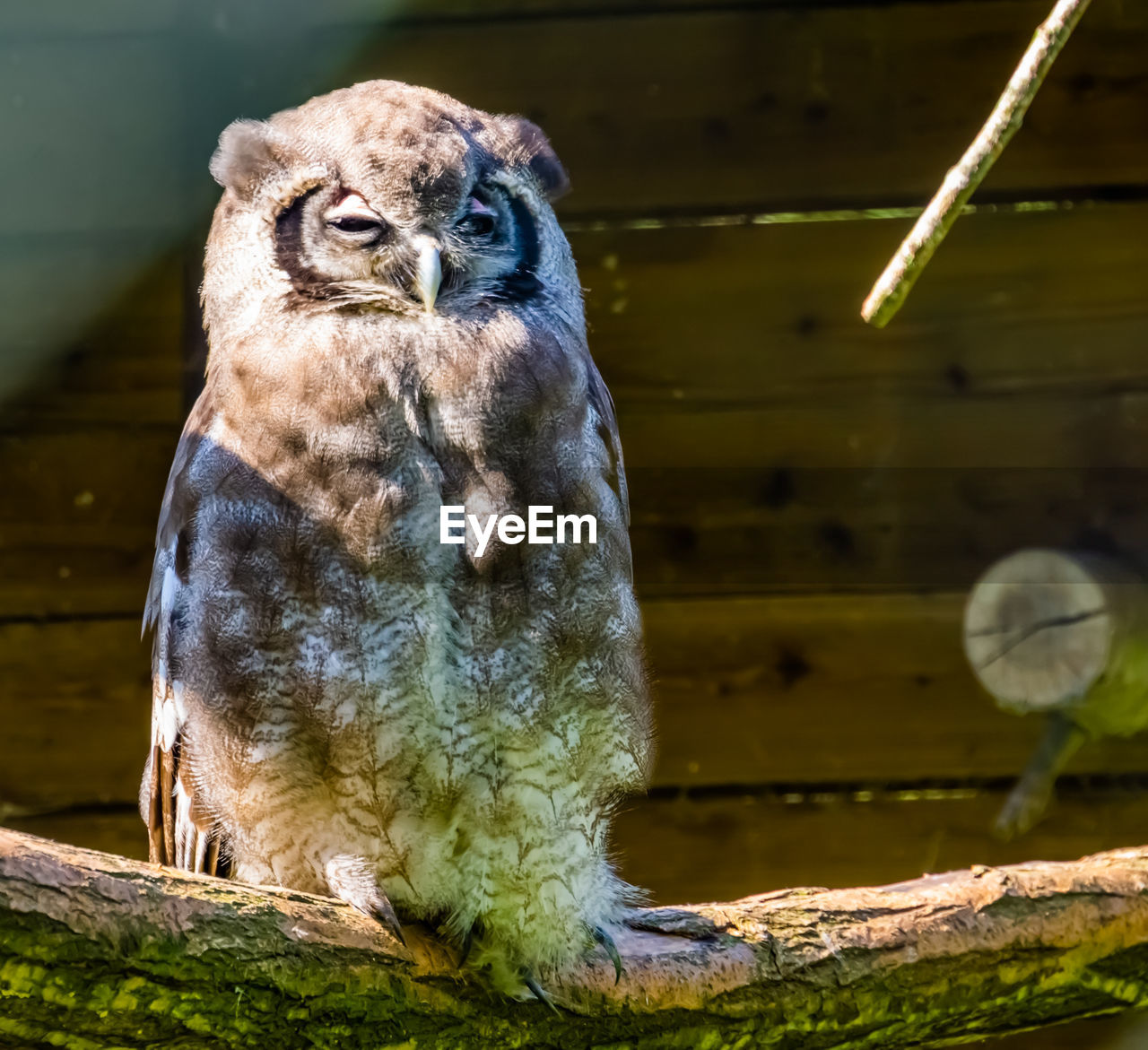 PORTRAIT OF OWL PERCHING ON WOODEN POST