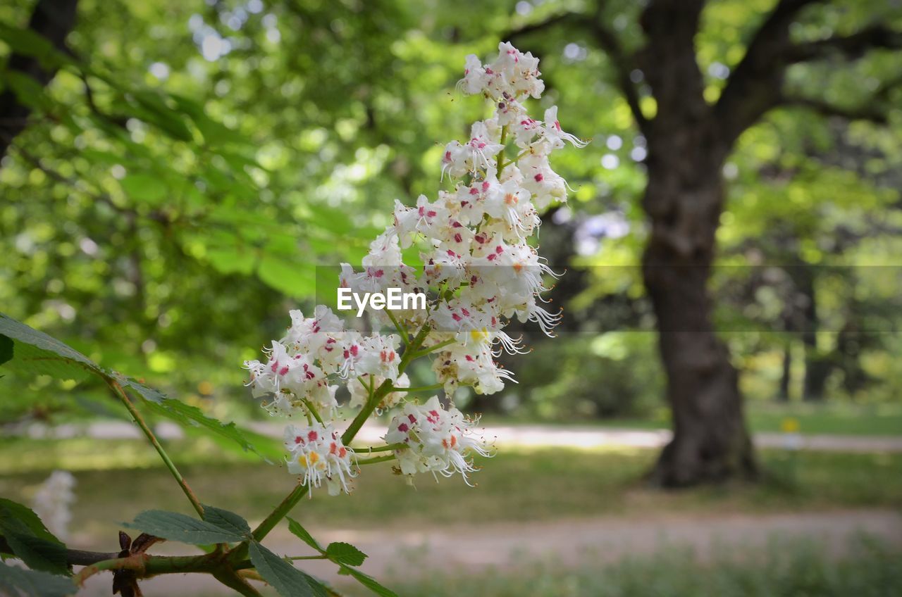 CLOSE-UP OF PINK CHERRY BLOSSOMS