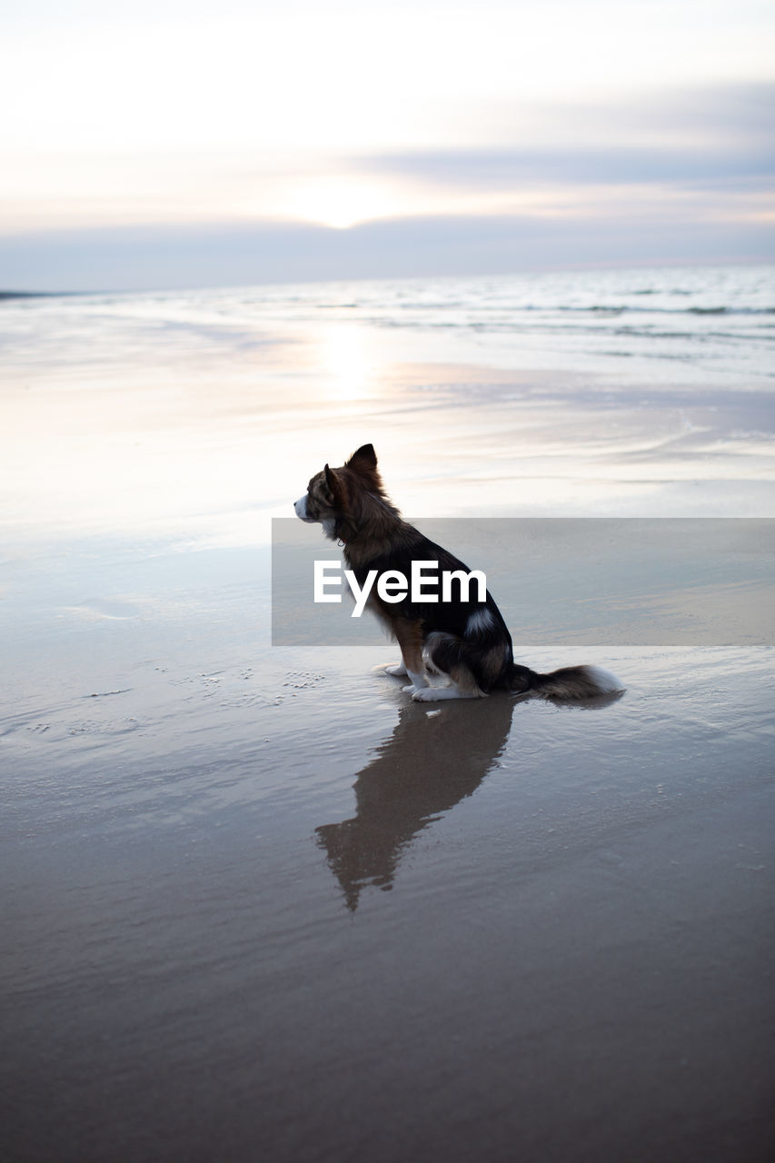 DOG ON BEACH