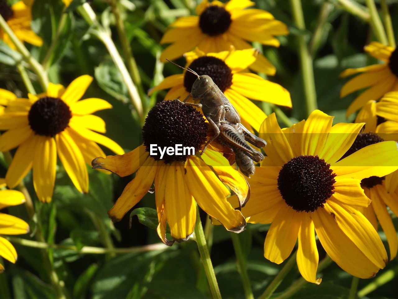 CLOSE-UP OF HONEY BEE POLLINATING ON YELLOW FLOWER