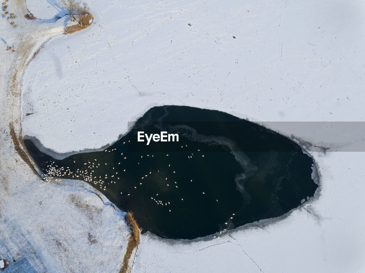 Aerial view of the frozen lake with the birds, soderica, croatia