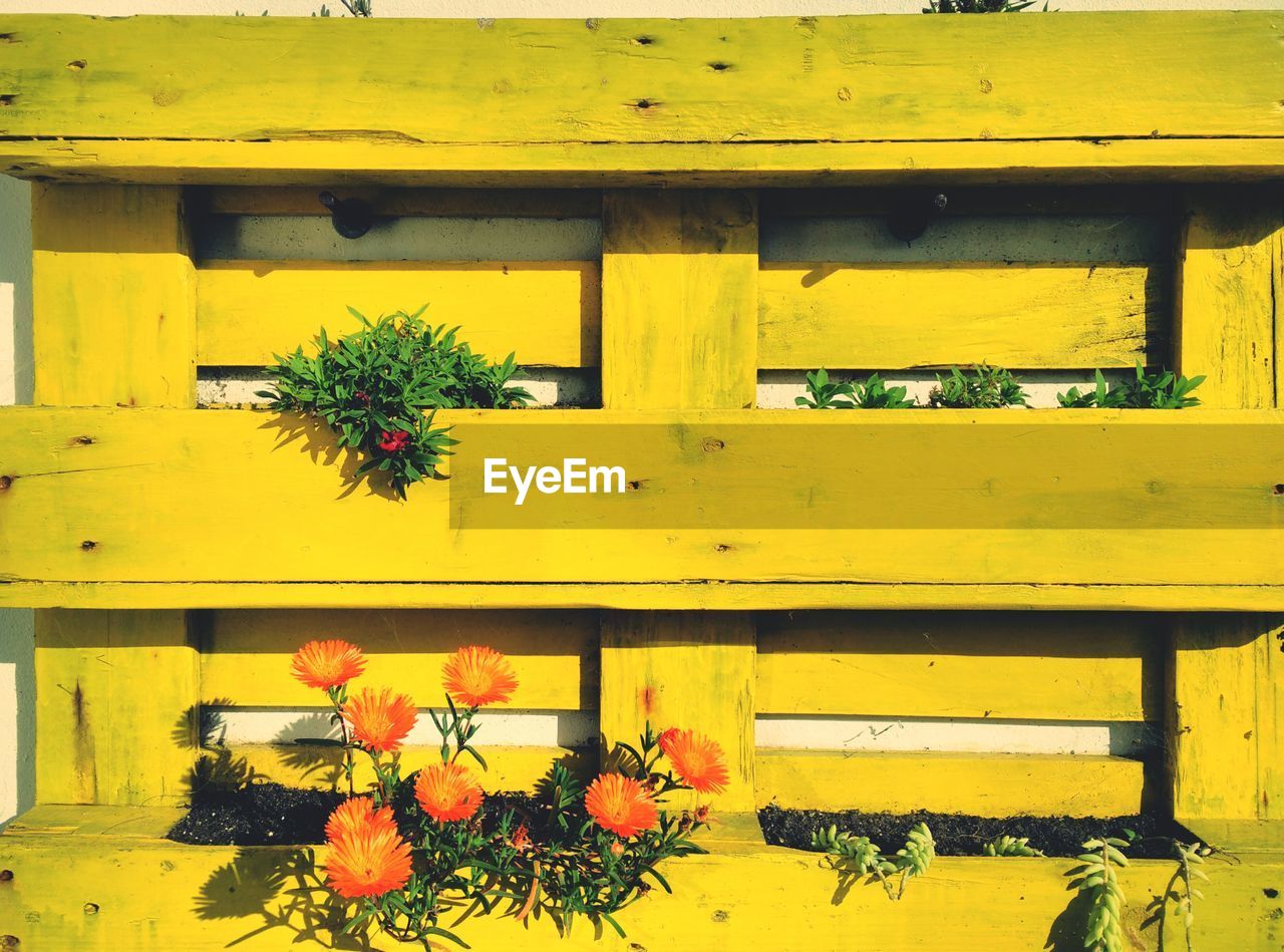 Flowers and plants in yellow wooden shelves