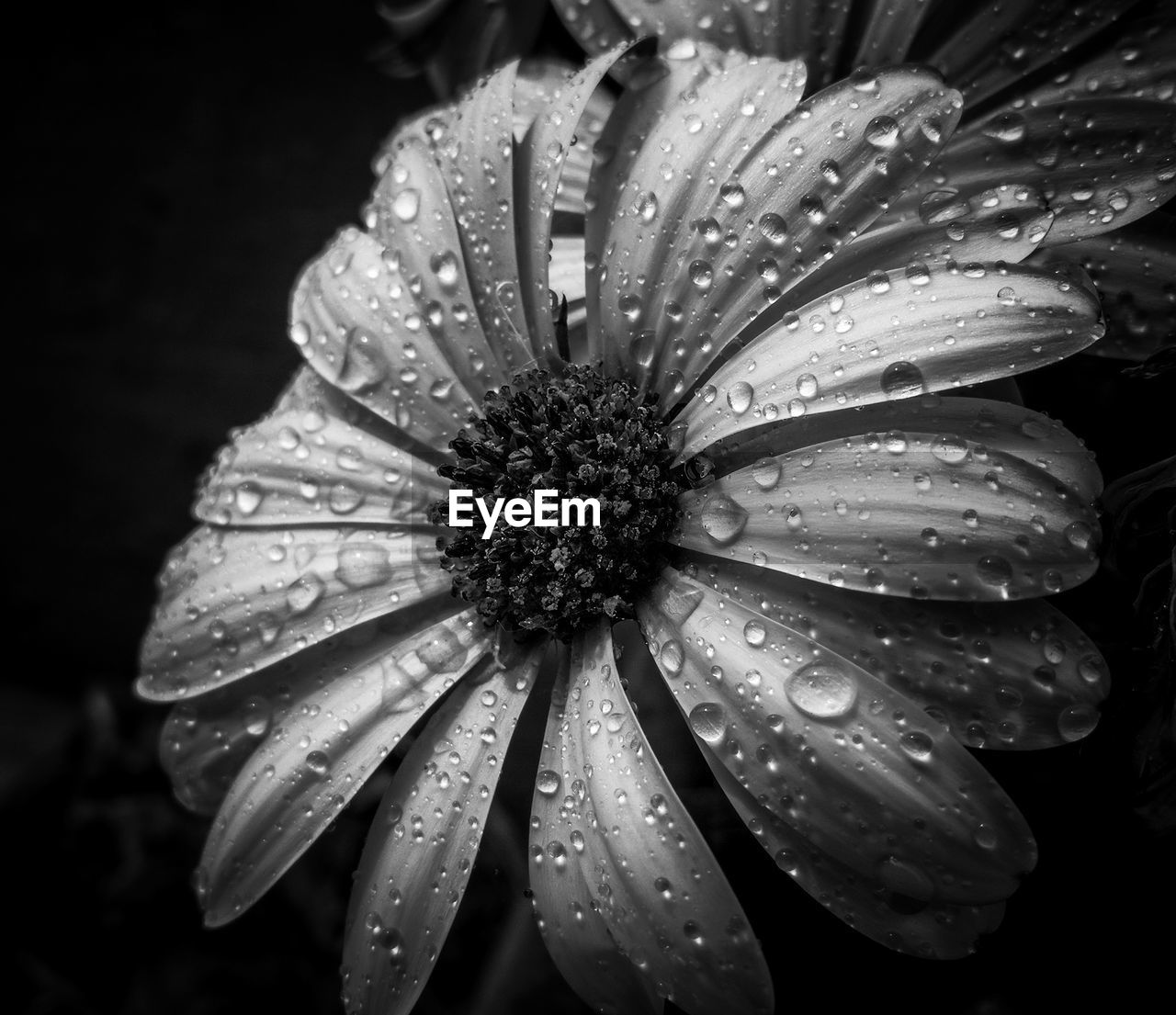 Close-up of wet flower