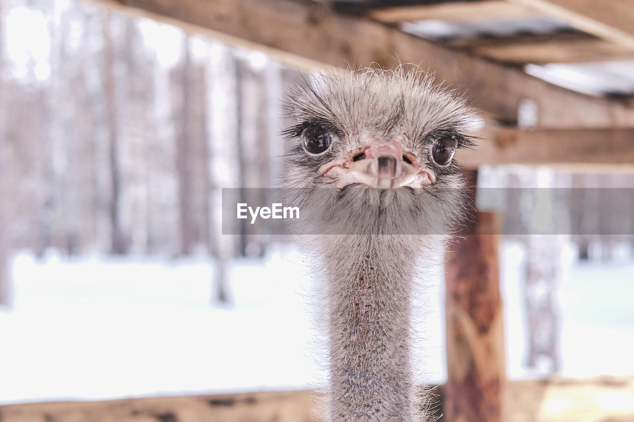 Close-up portrait of a funny ostrich on a farm on a background of winter forest.