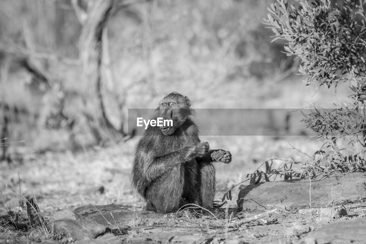 ELEPHANT SITTING ON TREE AGAINST WALL