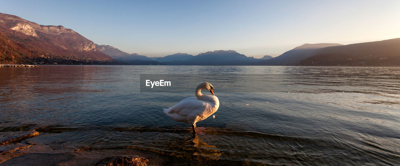 Swan swimming on lake against sky