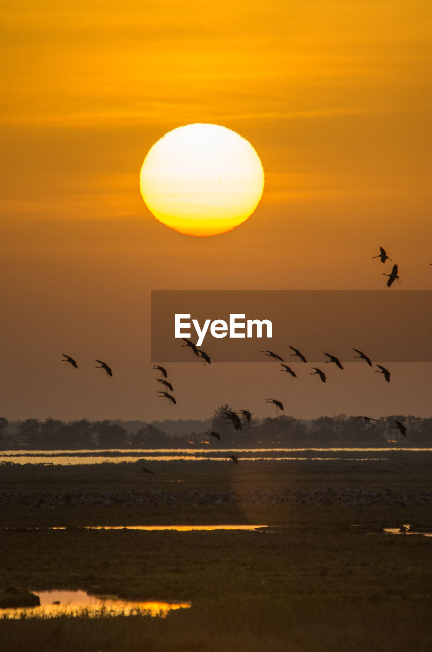 Silhouette cranes flying against orange sky during sunset