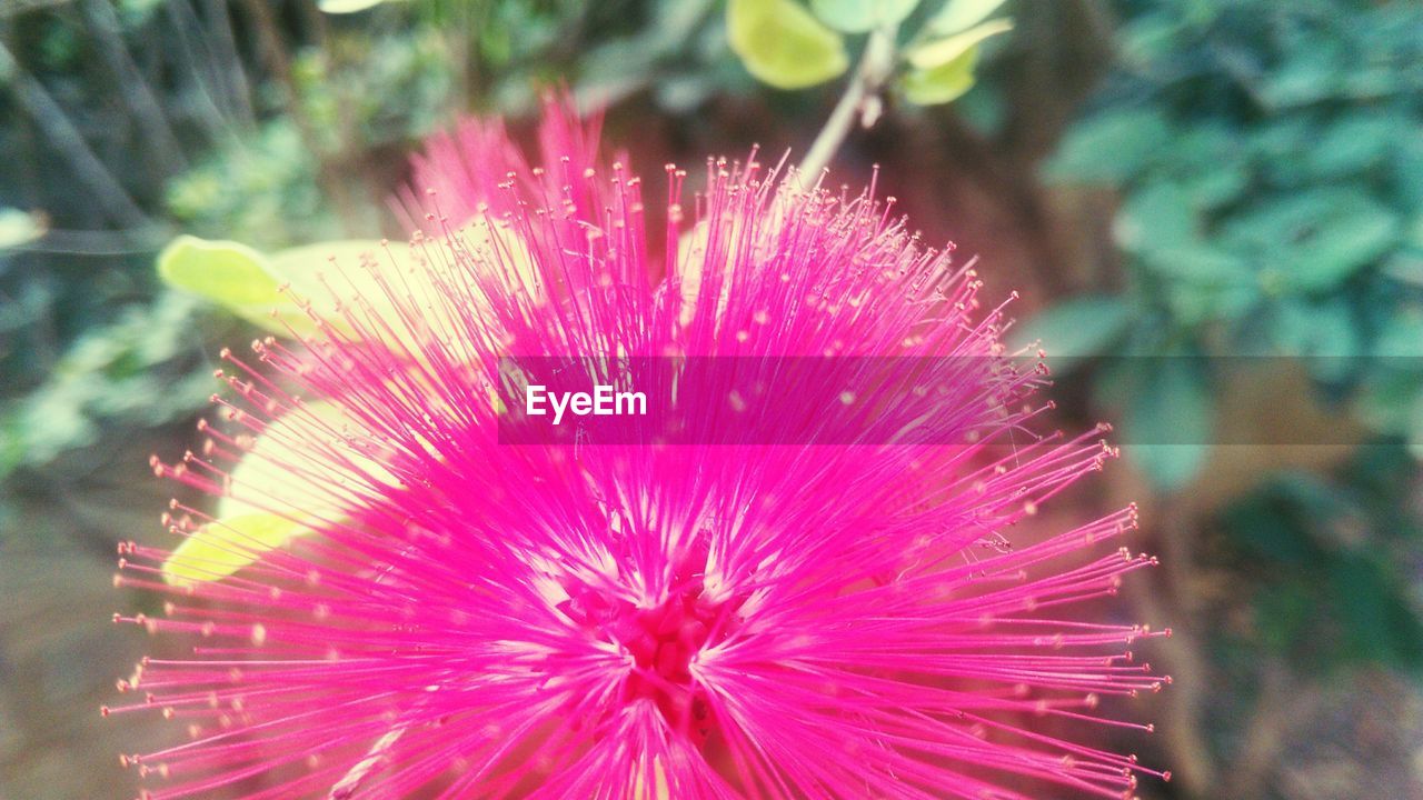 CLOSE-UP OF PINK FLOWER