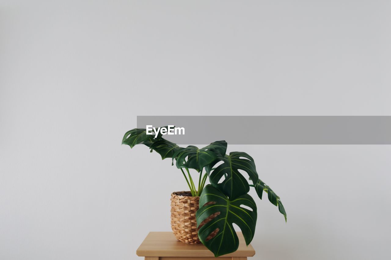 plant, copy space, houseplant, indoors, green, nature, studio shot, flowerpot, no people, growth, plant part, leaf, potted plant, gray background, art, gray, ikebana