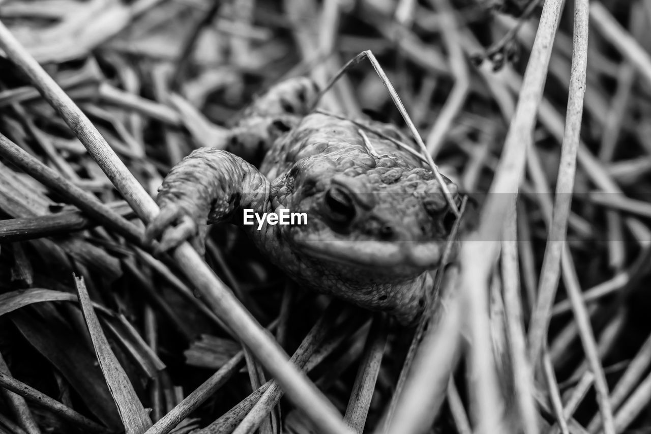 CLOSE-UP OF CRAB ON GRASS