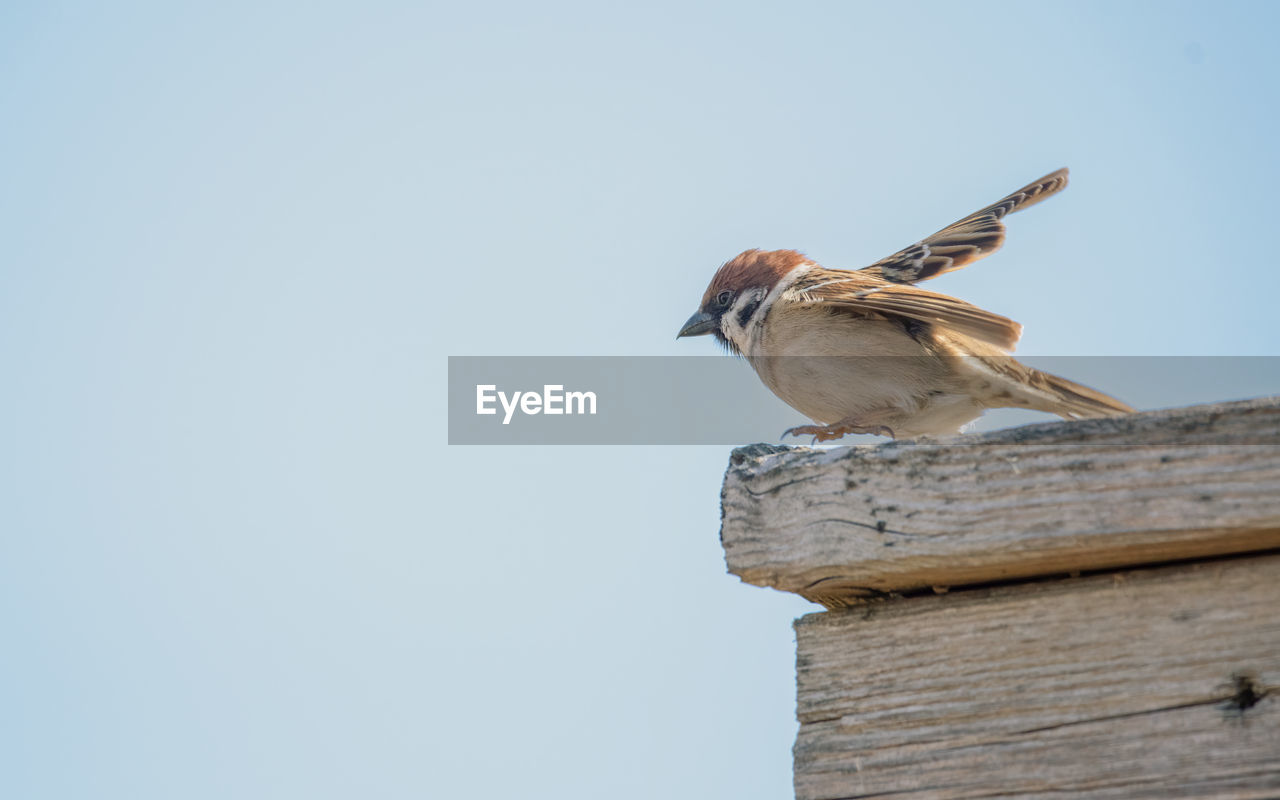 Low angle view of bird perching on wood against clear sky
