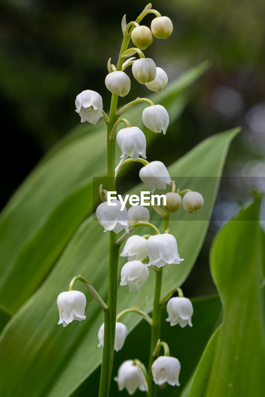 plant, flower, flowering plant, beauty in nature, freshness, nature, growth, close-up, fragility, petal, plant part, green, no people, leaf, white, springtime, flower head, inflorescence, focus on foreground, blossom, botany, bud, outdoors, macro photography, food, land, orchid, plant stem, environment, tree, selective focus, food and drink, day, field
