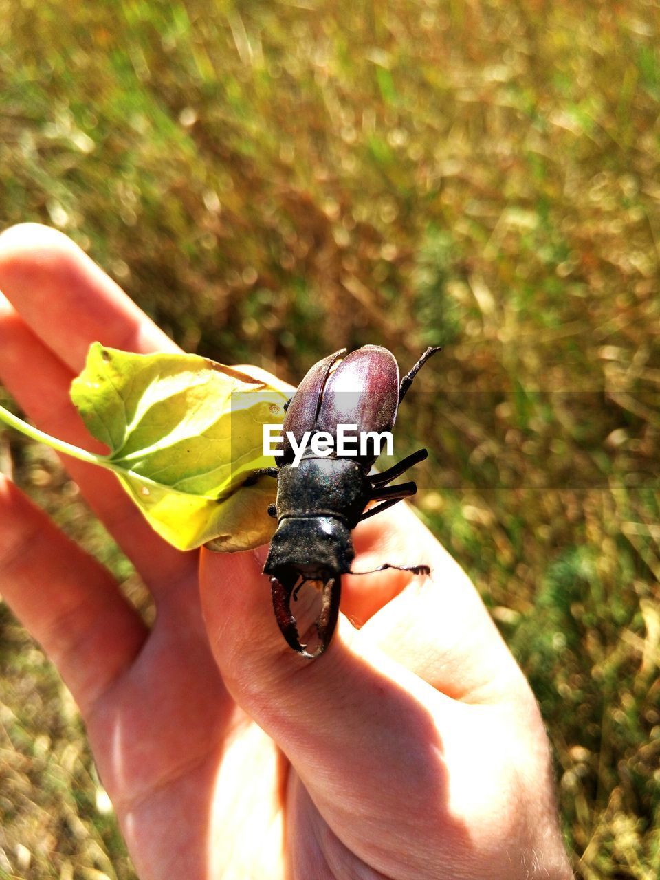 CROPPED IMAGE OF HAND HOLDING LIZARD