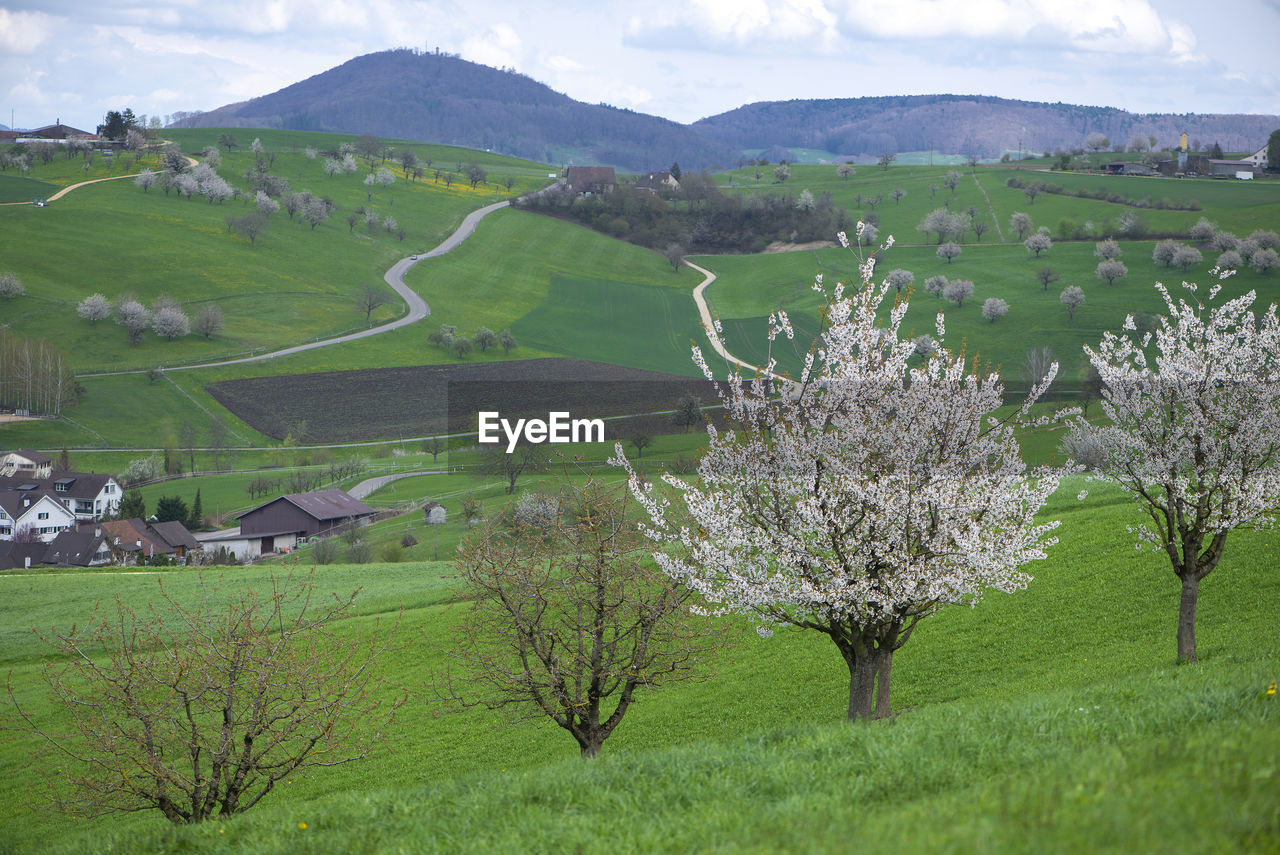 SCENIC VIEW OF AGRICULTURAL FIELD