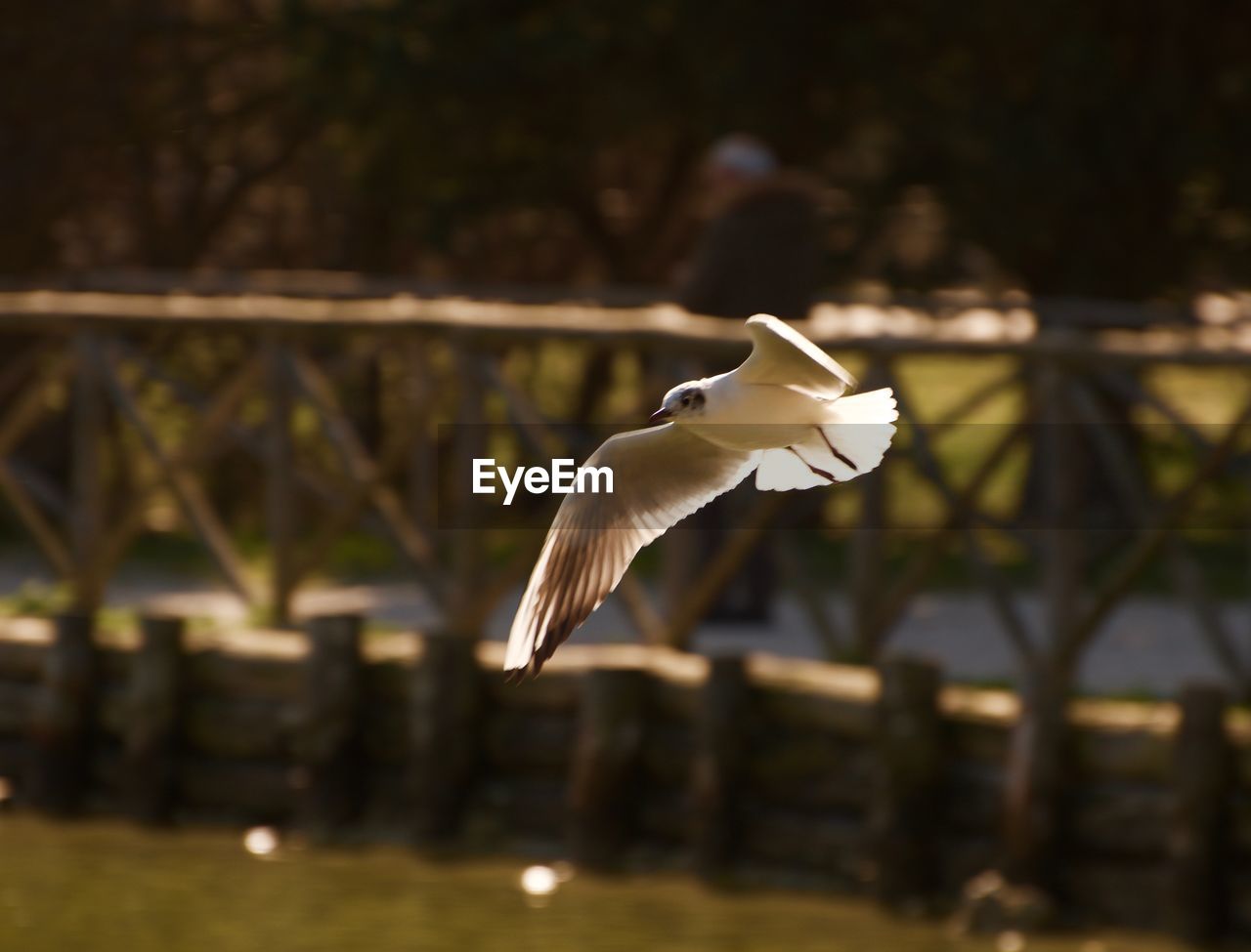 CLOSE-UP OF BIRD FLYING AGAINST WATER