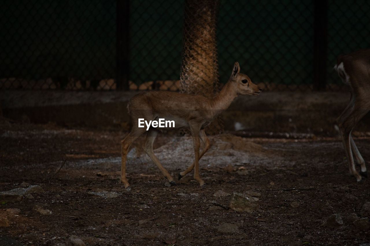 animal, animal themes, animal wildlife, mammal, wildlife, deer, no people, group of animals, fence, nature, two animals, outdoors, domestic animals, day
