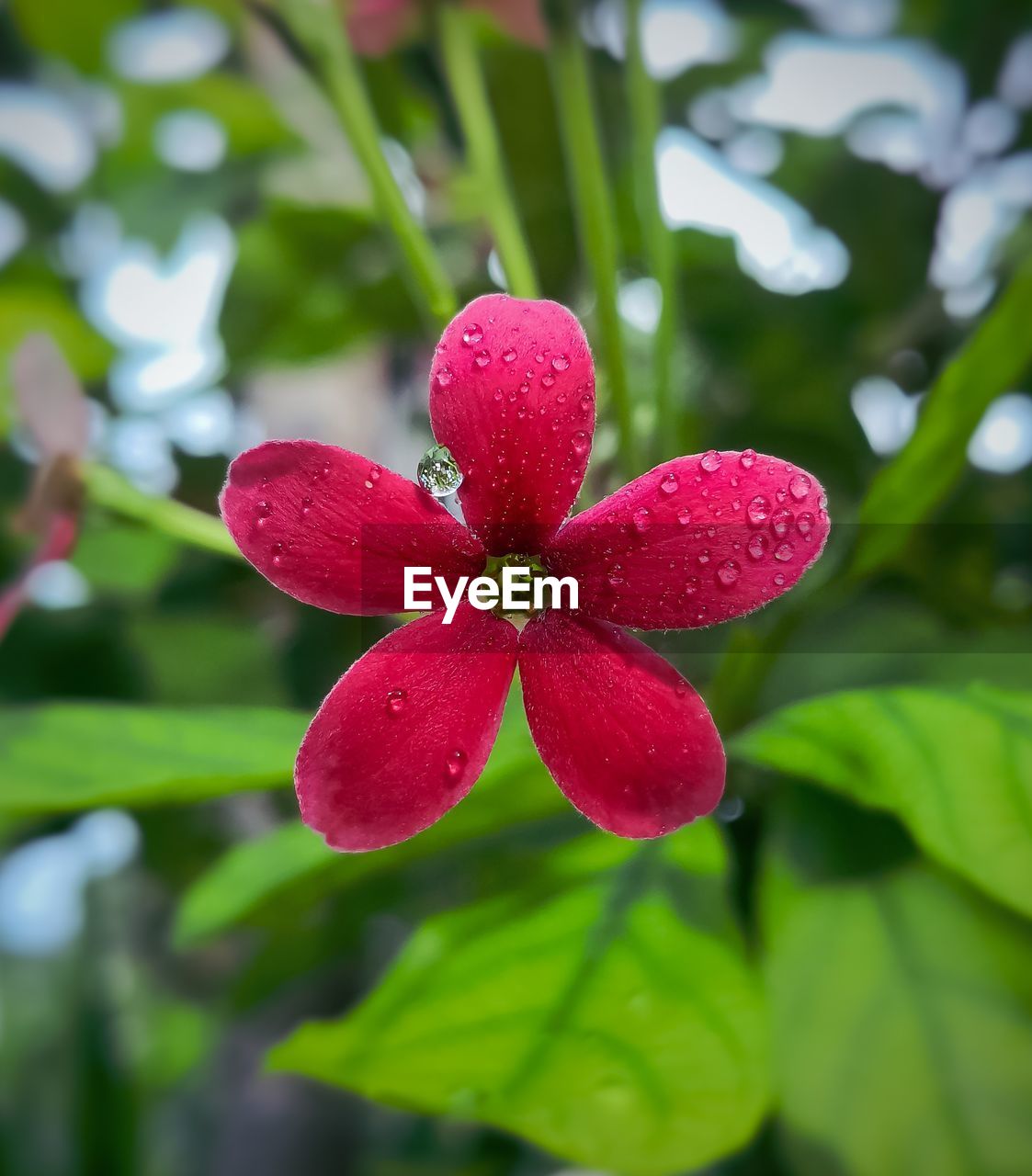 CLOSE-UP OF WATER DROPS ON RED ROSE FLOWER