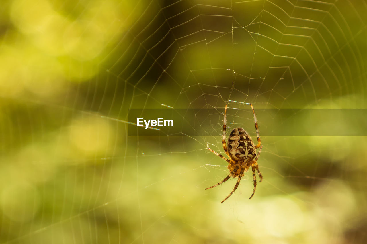 spider web, animal themes, animal, fragility, animal wildlife, spider, arachnid, close-up, wildlife, one animal, insect, focus on foreground, nature, macro photography, animal body part, no people, beauty in nature, macro, spinning, animal leg, selective focus, argiope, outdoors, animals hunting, day, complexity, zoology, limb, sign, communication, weaving, warning sign, web, green, trapped, intricacy