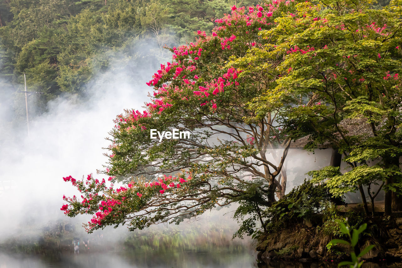 Pink flowering tree by water