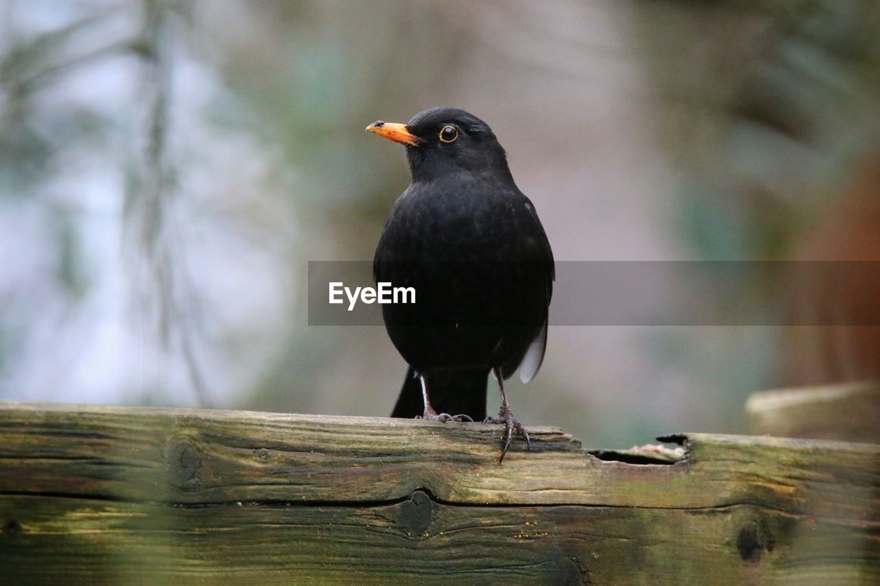 Bird perching on railing