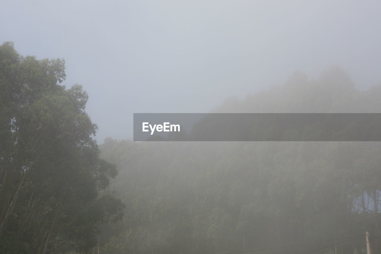 TREES ON MOUNTAINS AGAINST SKY