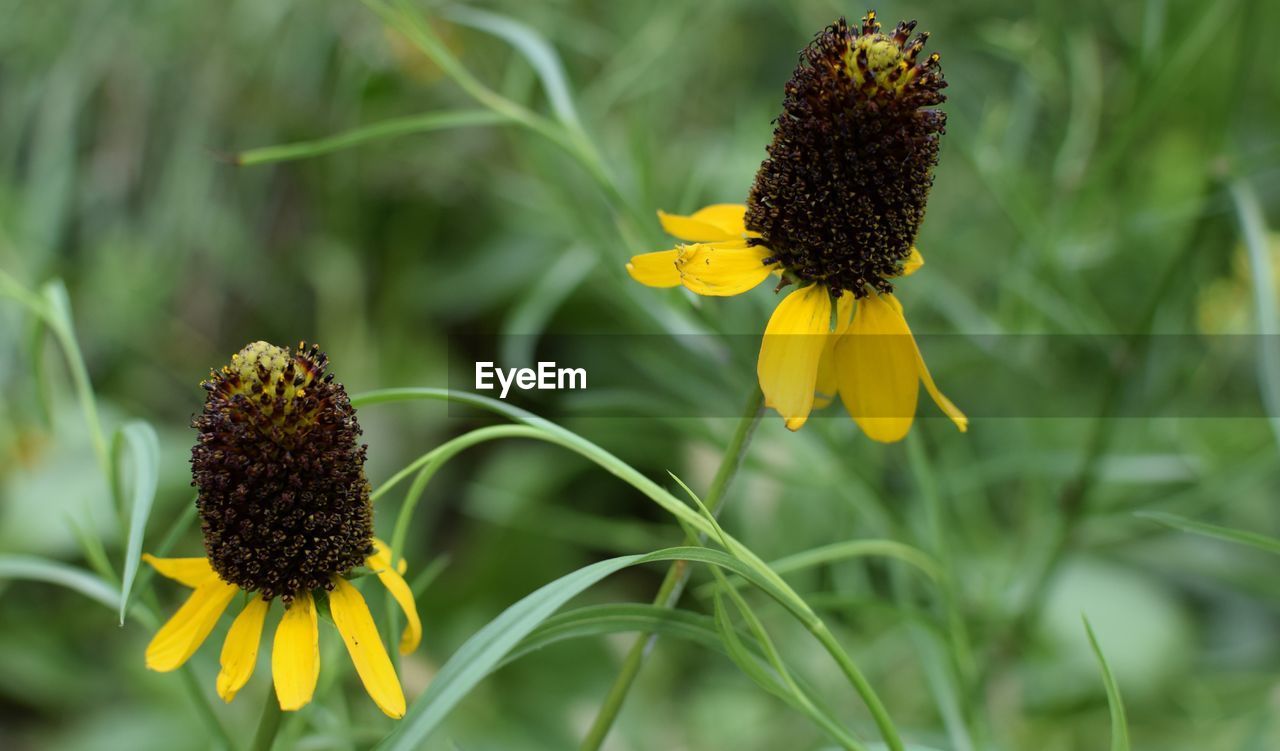 Close-up of sunflower blooming in park